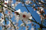 09_Almond_blossoms