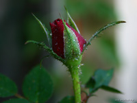 rosebud in the rain