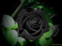 trandafirul negru